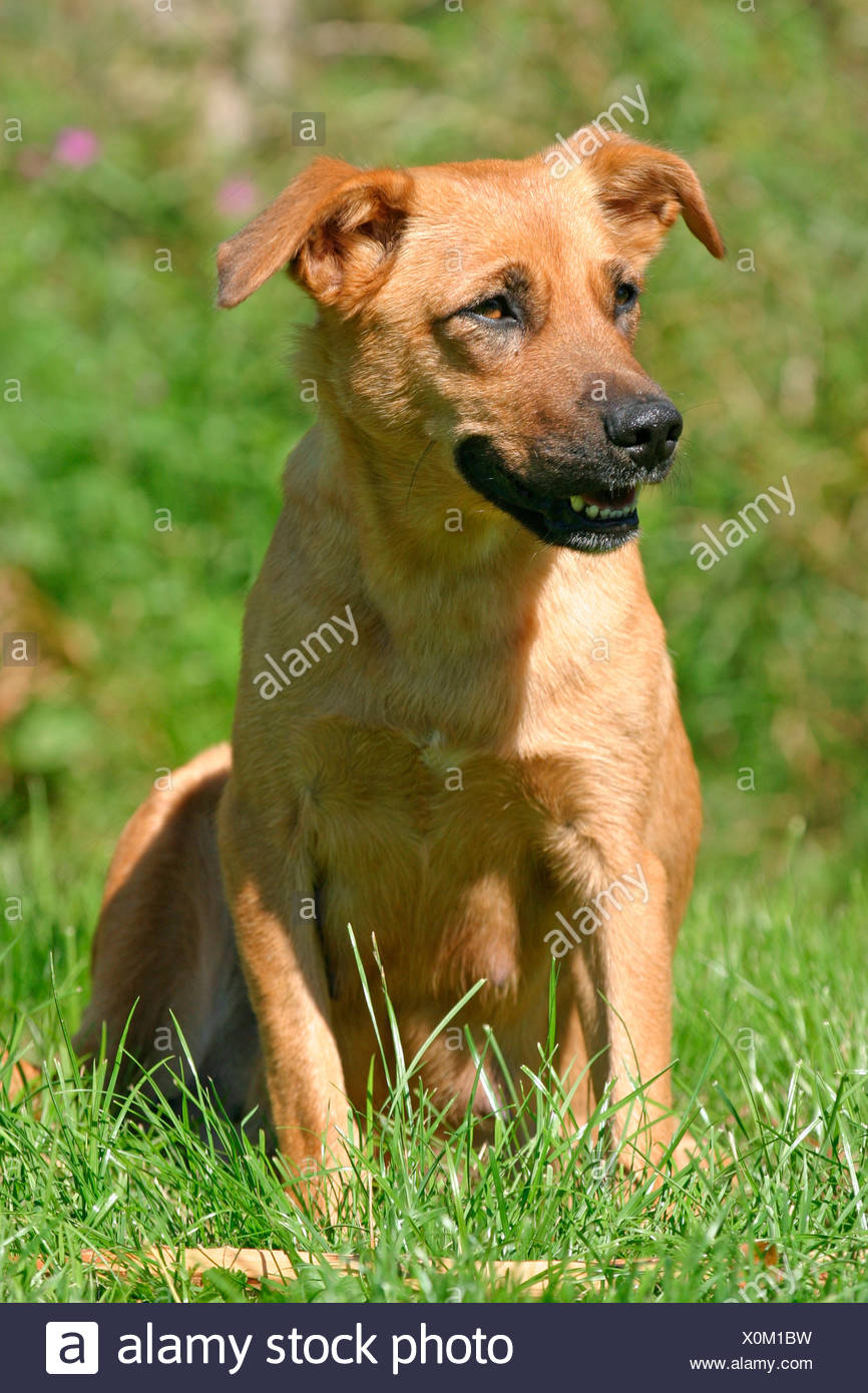short haired pinscher
