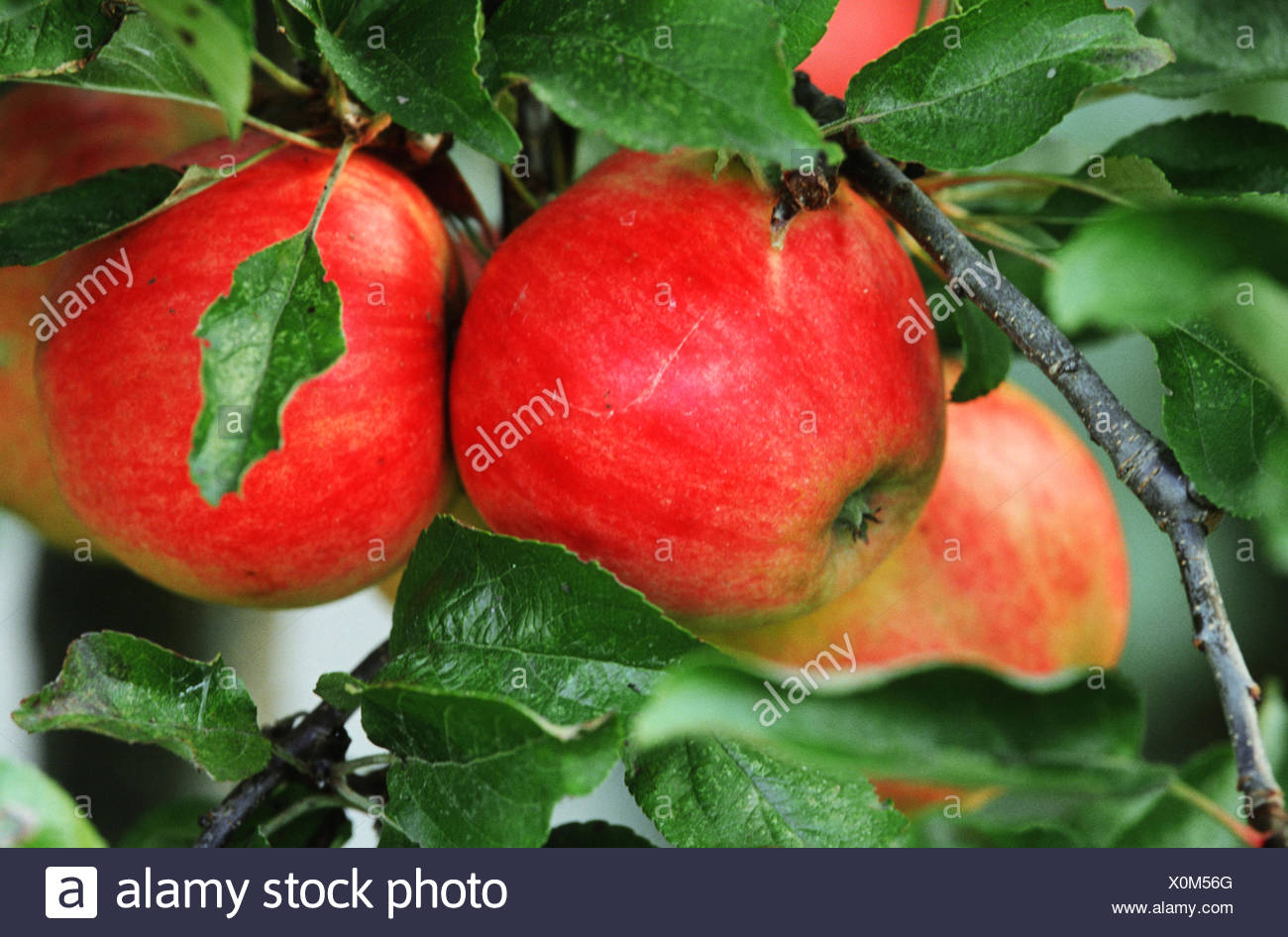 Apple Tree Malus Domestica Jonagold Malus Domestica Jonagold Jonagold Apples Stock Photo Alamy