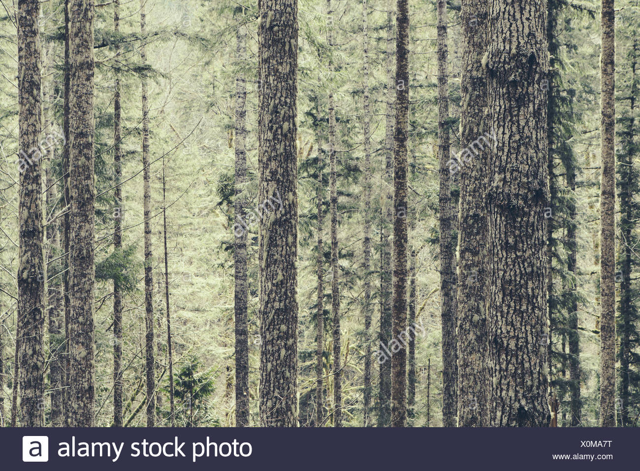 Old_growth_trees High Resolution Stock Photography and Images Alamy