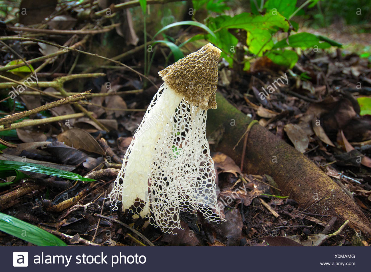 Bridal Veil Mushroom Phallus Indusiatus Also Known As Crinoline Stinkhorn Tropical Rainforest Belize Central America Stock Photo Alamy Bridal Veil Mushroom Phallus Indusiatus Also Known As Crinoline Stinkhorn Tropical Rainforest Belize Central America Stock Photo Alamy