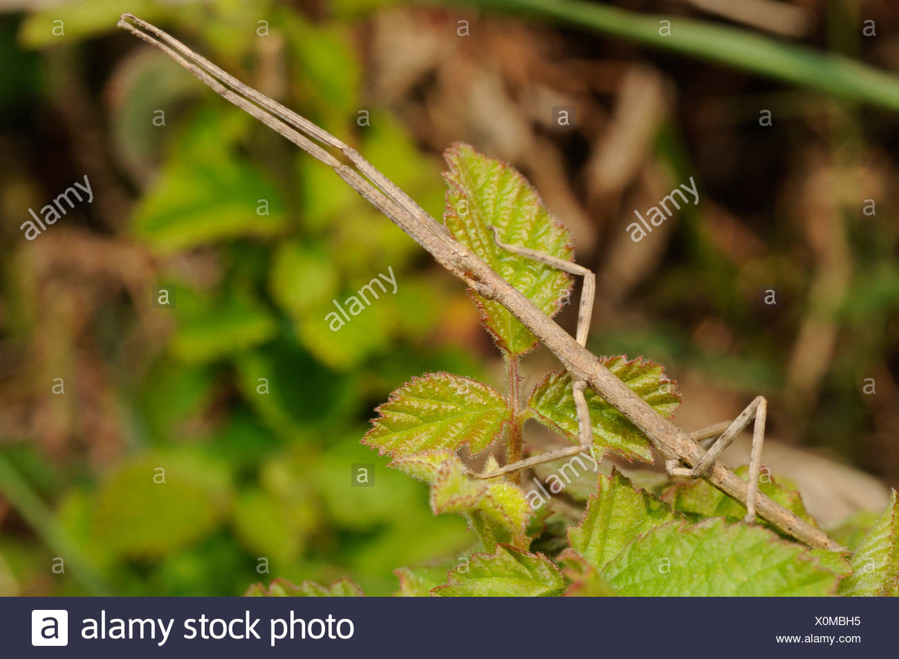 Stick Insects Phasmatidae High Resolution Stock Photography and Images