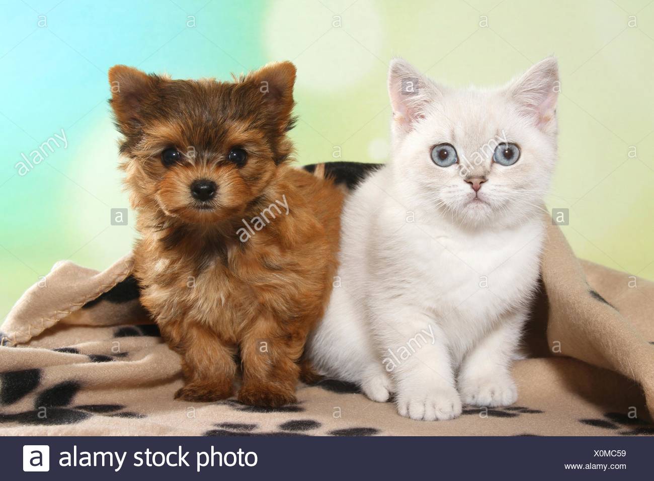 British Shorthair Kitten And Yorkshire Terrier Puppy Stock Photo