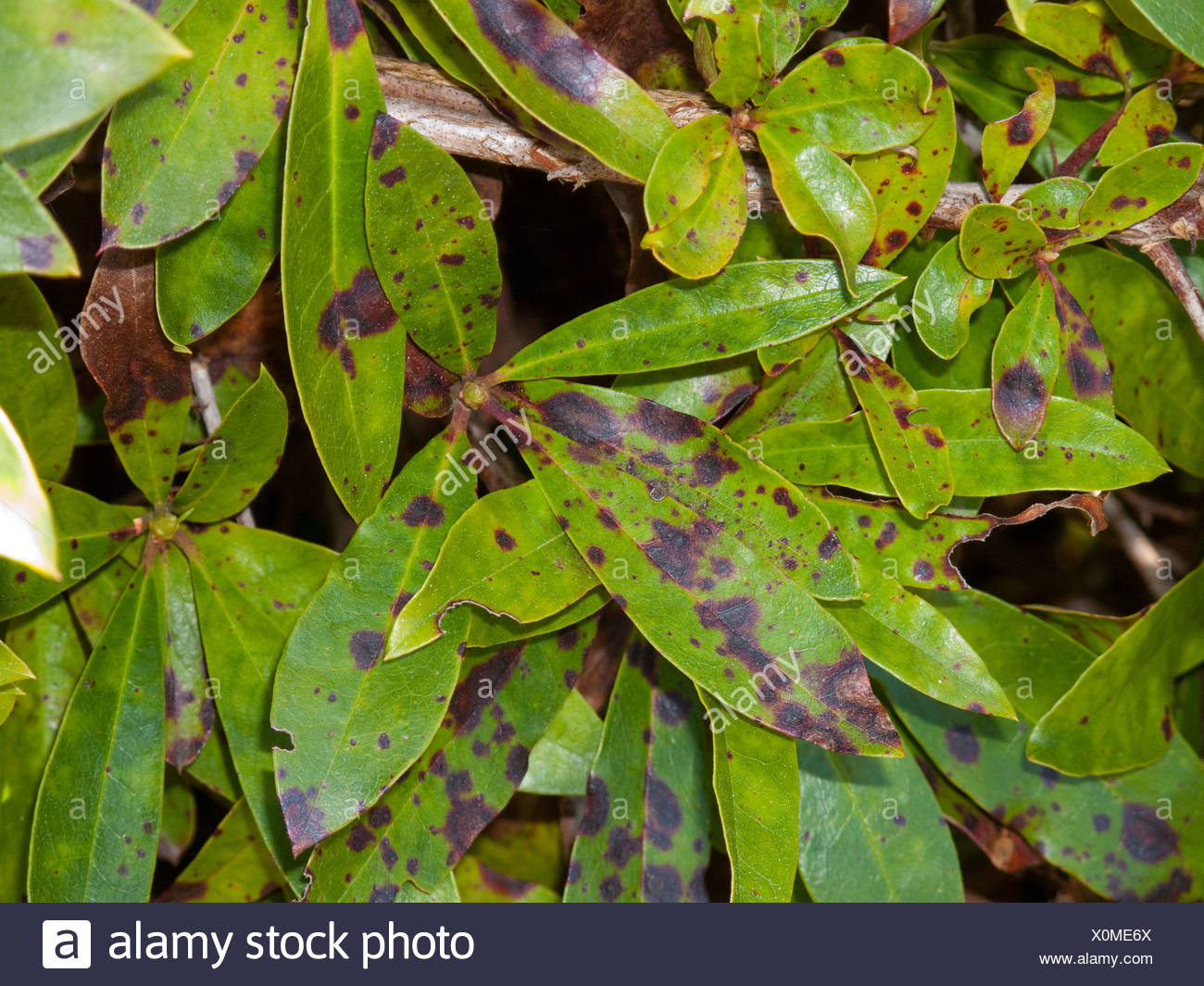 Rhododendron Leaf Spot Stock Photos & Rhododendron Leaf Spot Stock