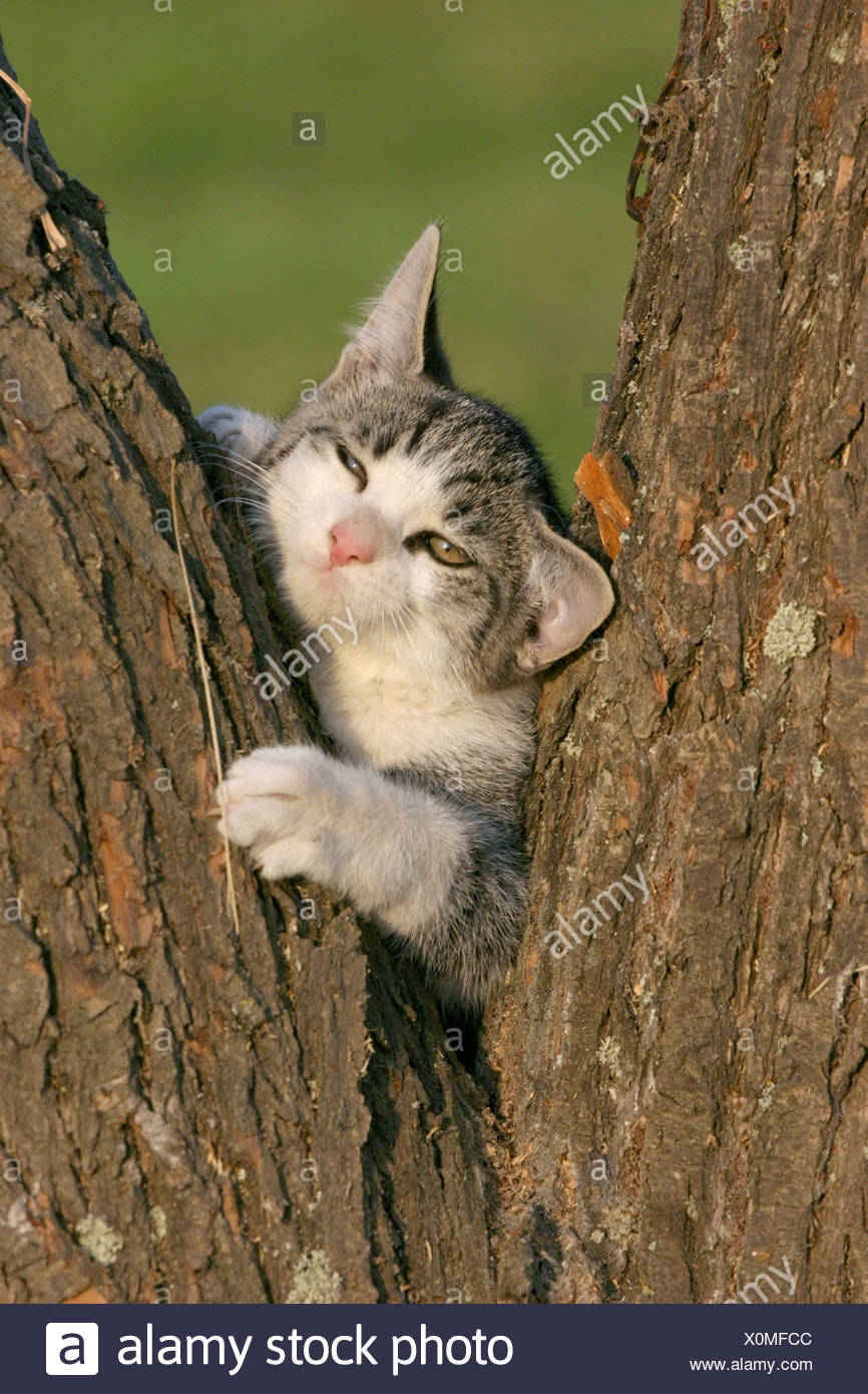 Piebald Cat High Resolution Stock Photography and Images Alamy