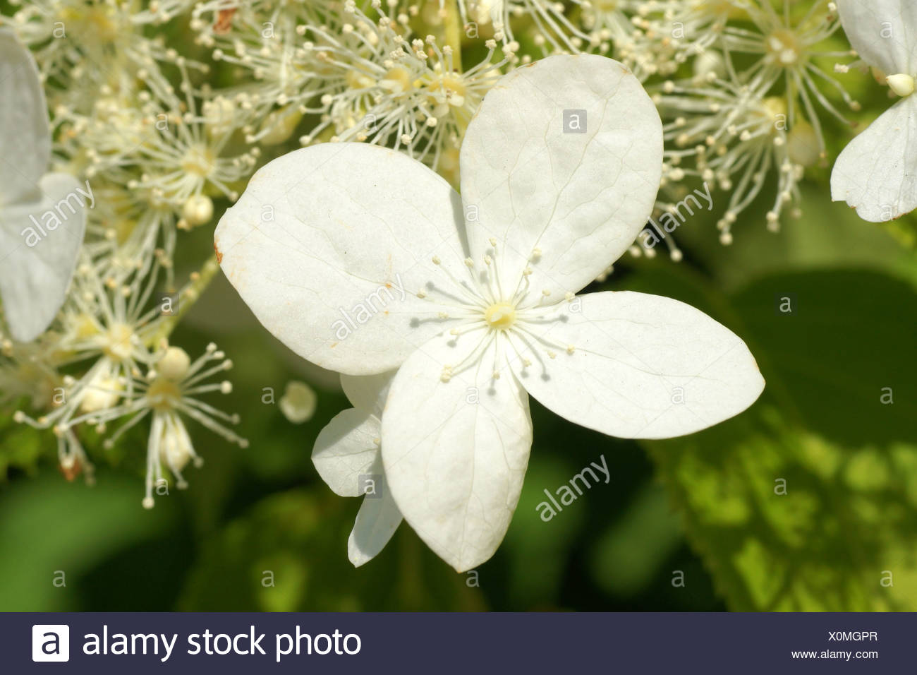 Kinds Of Ornamental Plants Hydrangea Popular Ornamental Plants