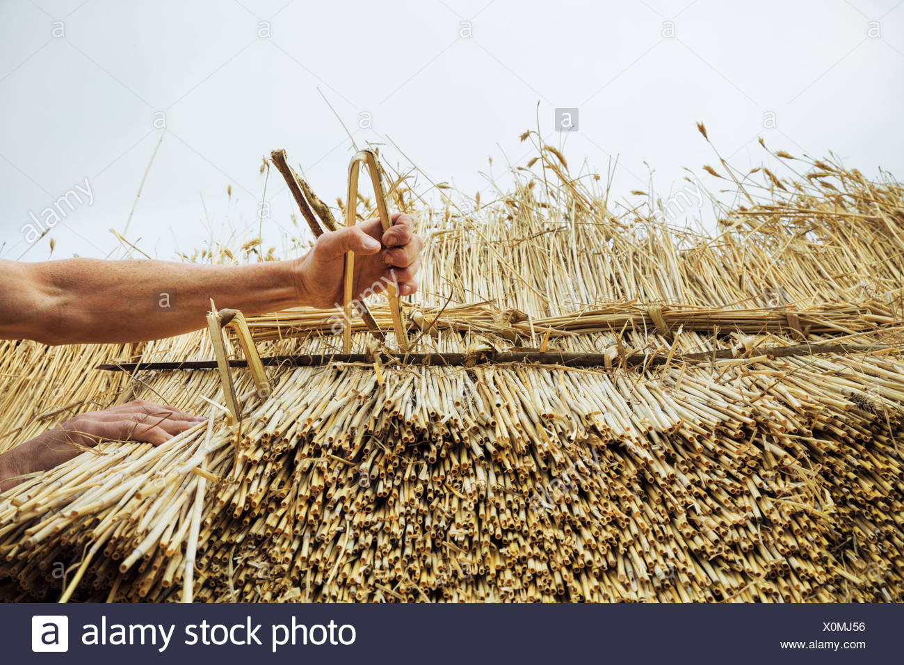 hazel stick to attach thatched roofs hazel stick to attach thatched roofs