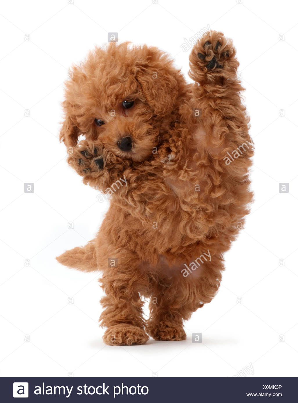 toy labradoodle for sale