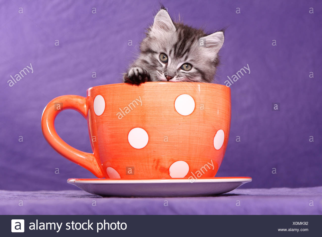 British Shorthair Kitten Stock Photo 275820078 Alamy