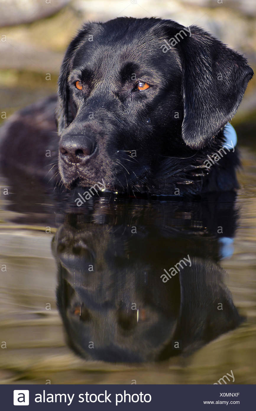 labrador water dog