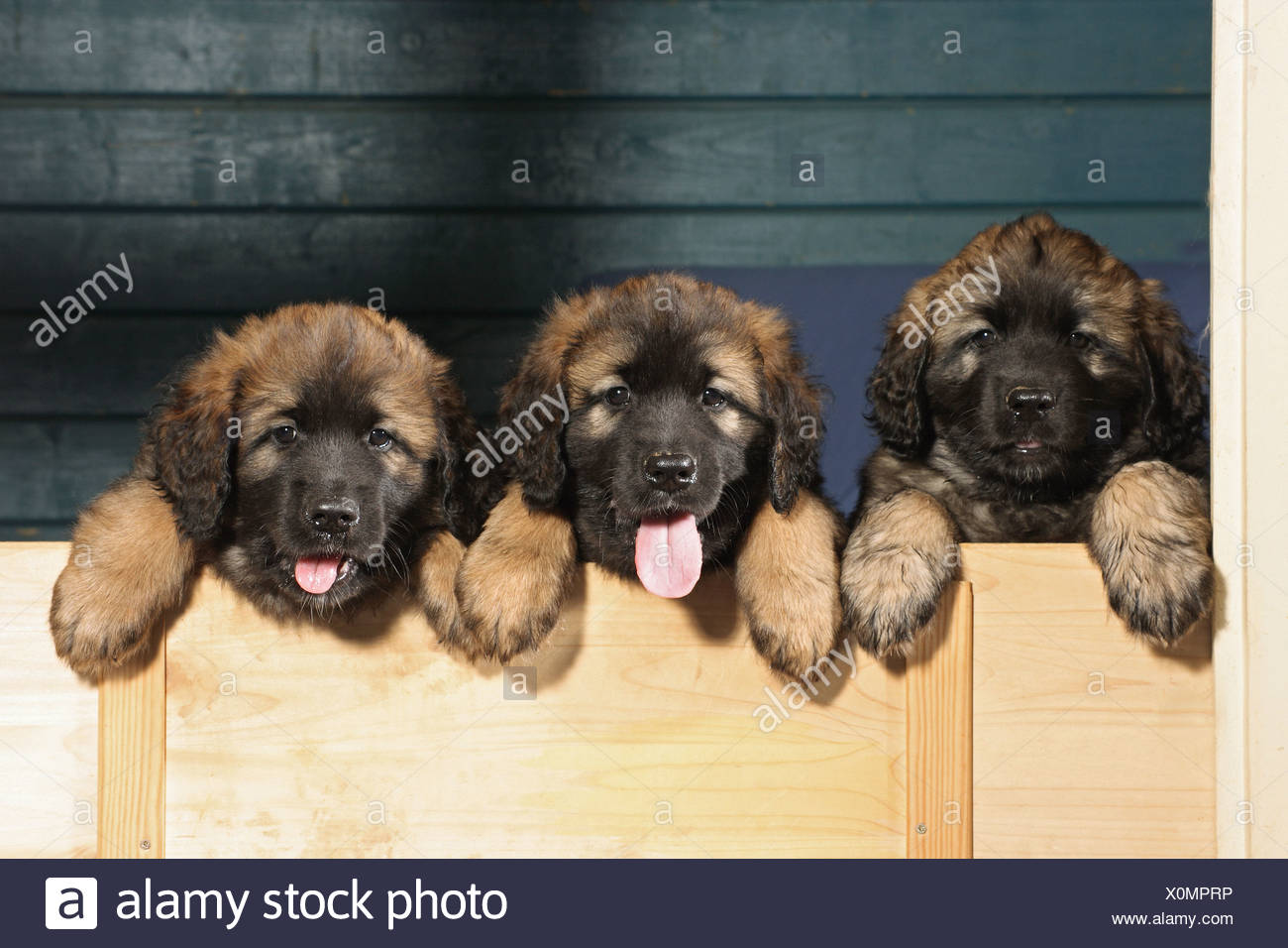 leonberger puppies for sale kijiji