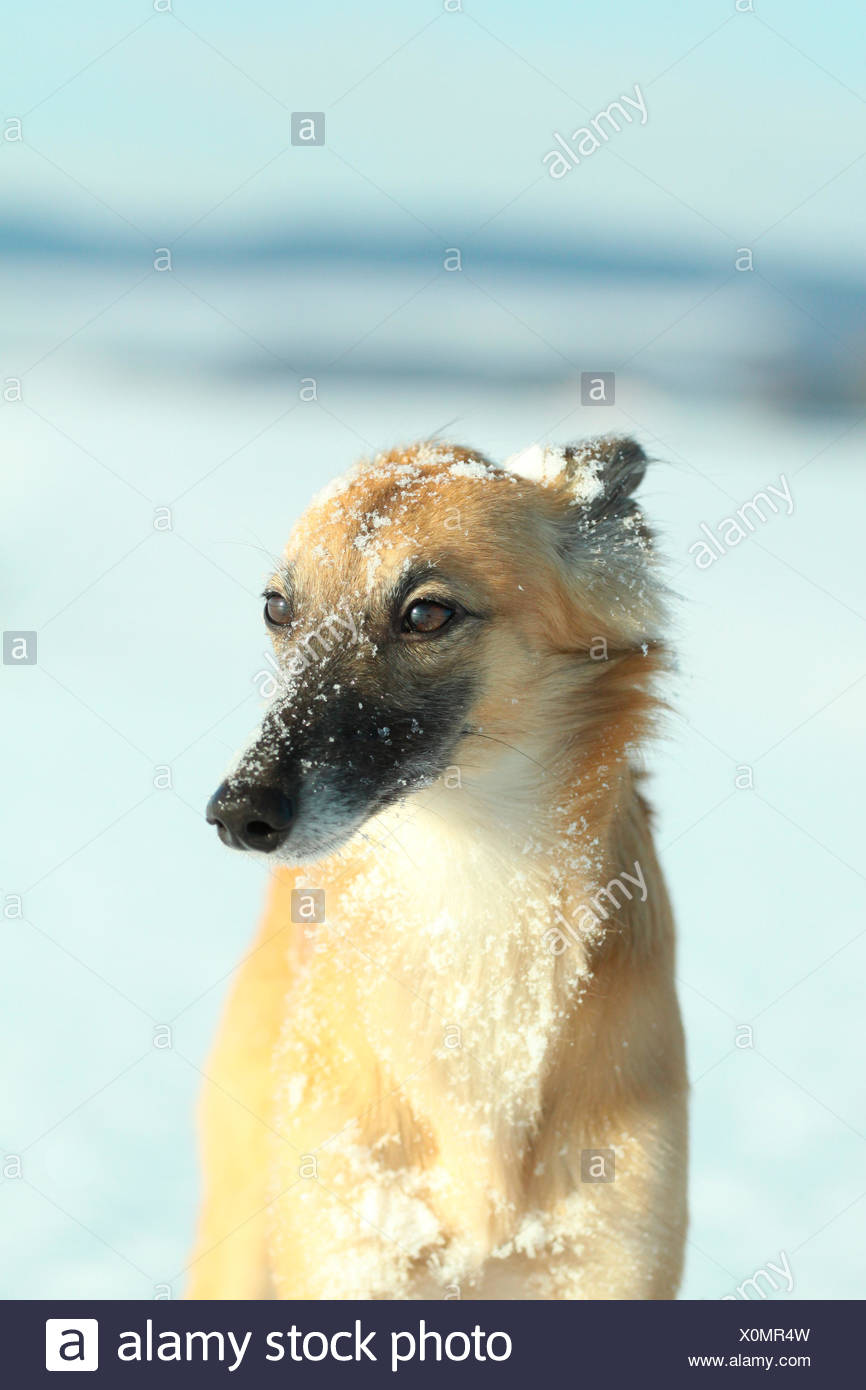 Longhaired Whippet Or Silken Windsprite Whippet In The Snow