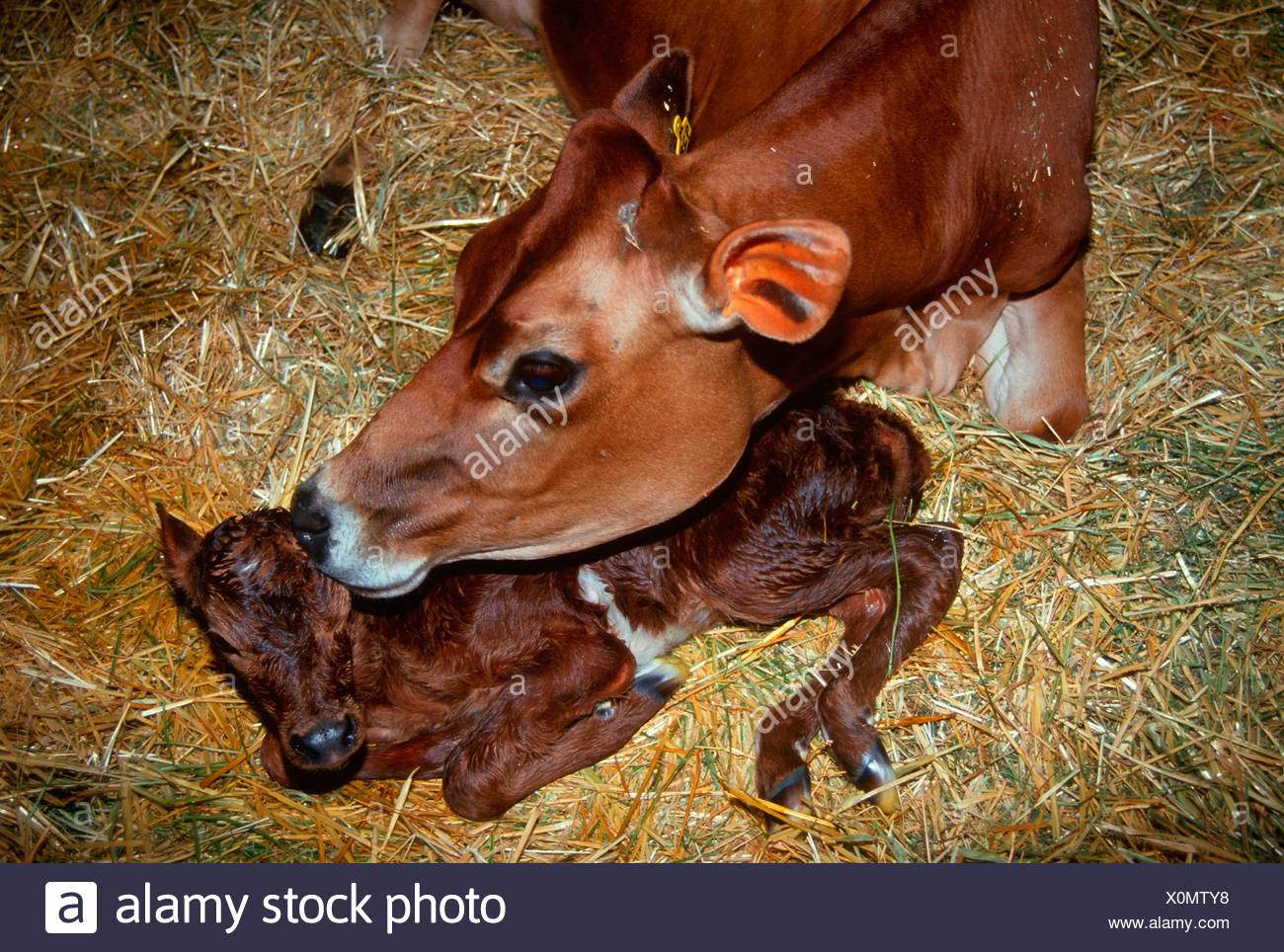 Mother Cow Licking Calf High Resolution Stock Photography and Images