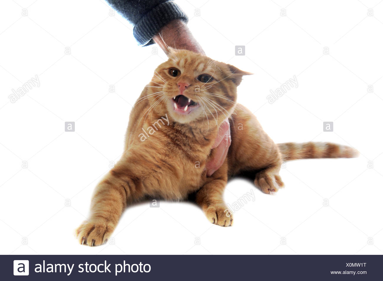 Ginger Cat Aggressive High Resolution Stock Photography And Images Alamy