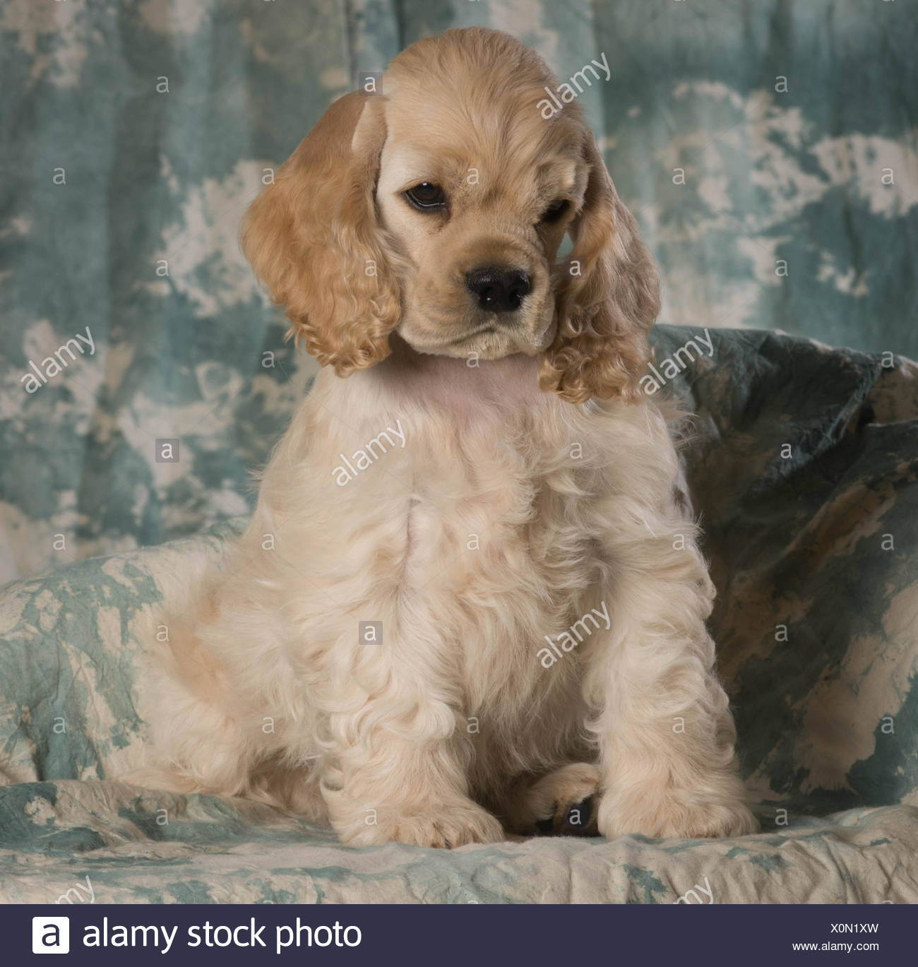 american cocker spaniel puppy