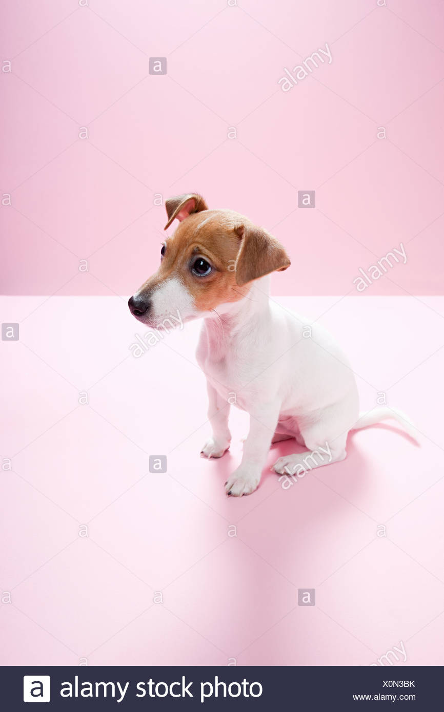 Jack Russell Dog Stock Photos Jack Russell Dog Stock Images Alamy