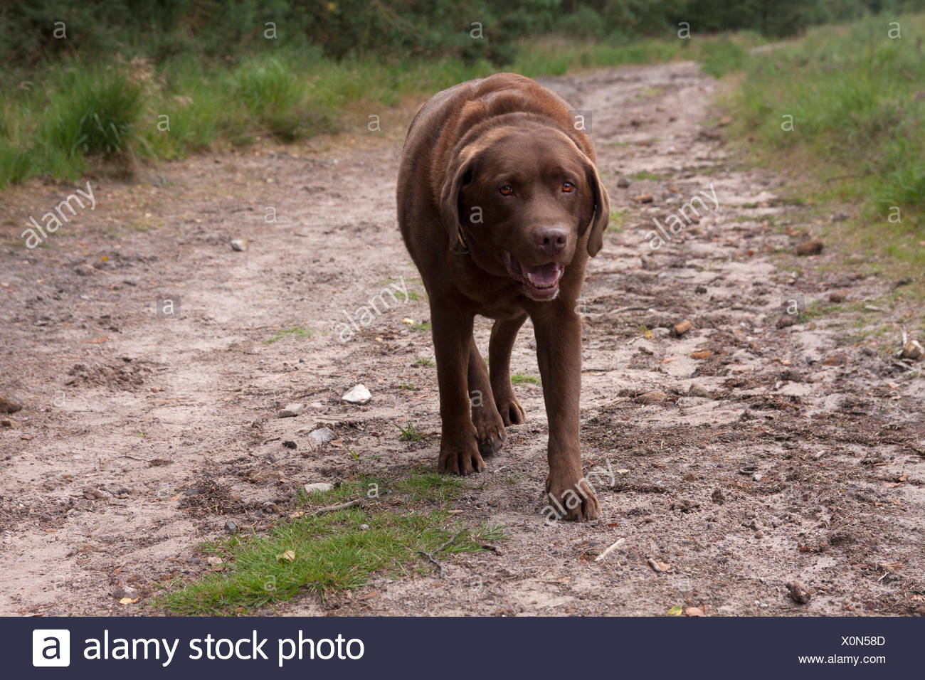 Old Fat Labrador High Resolution Stock Photography and Images Alamy