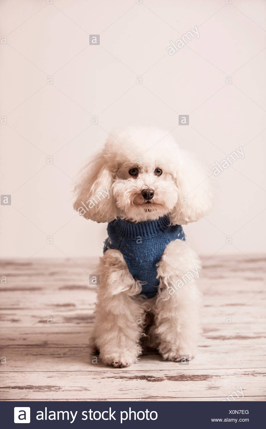 toy poodle sweaters