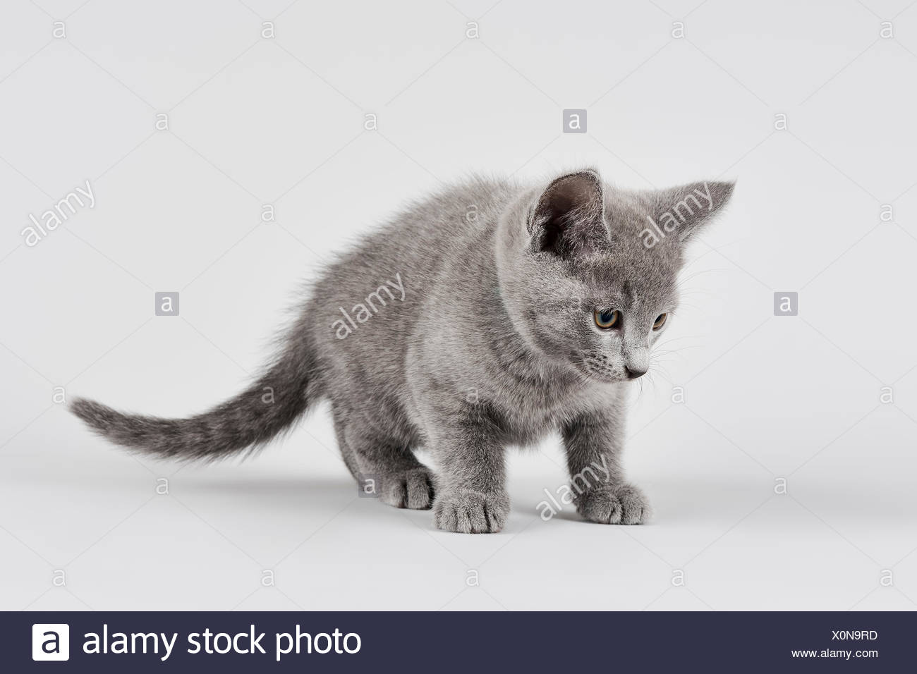Purebred Cat Russian Blue Kitten Age 8 Weeks White Background Stock Photo Alamy