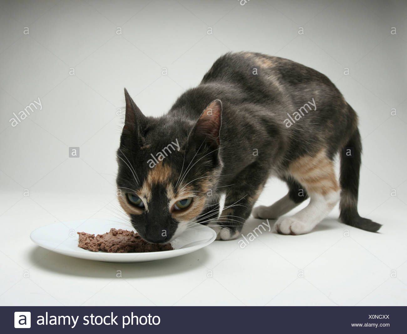 calico cat food