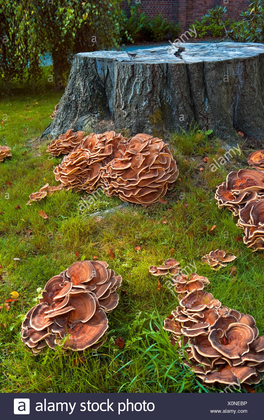 Fungus On Tree Roots High Resolution Stock Photography and Images Alamy