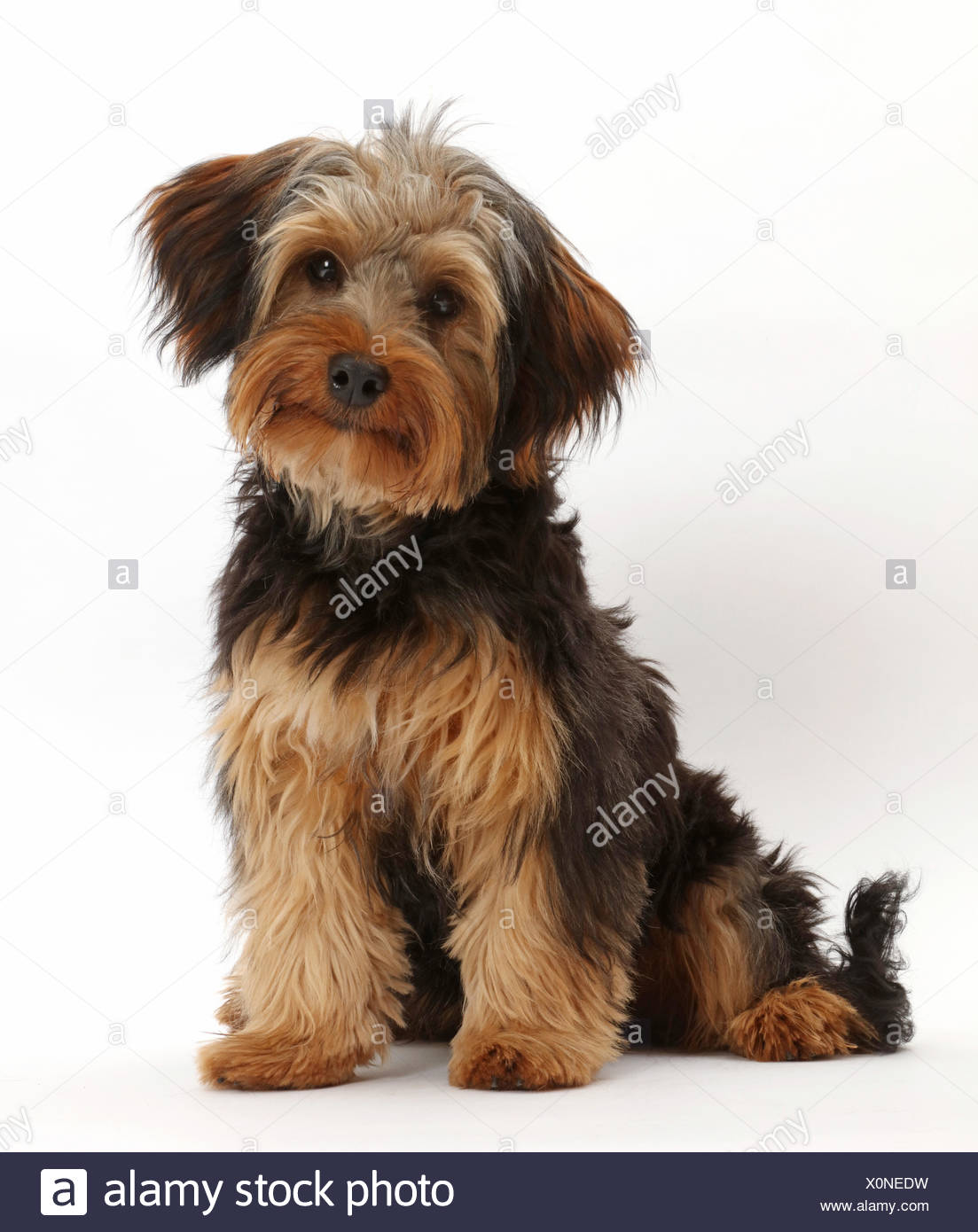 Yorkshire Terrier Cross High Resolution Stock Photography And Images Alamy