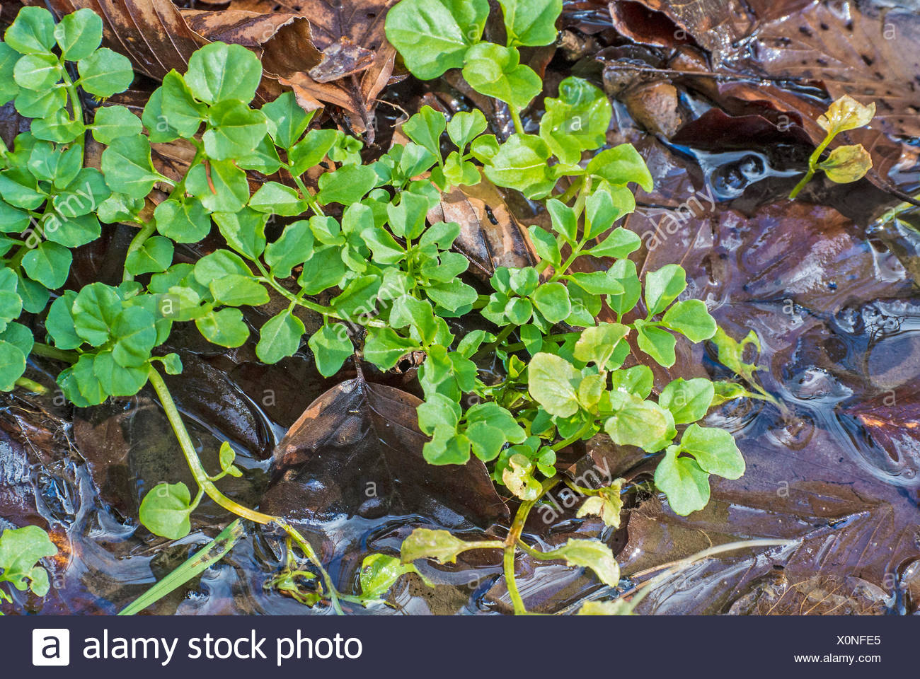 Brunnenkresse, Nasturtium officinale Stock Photo