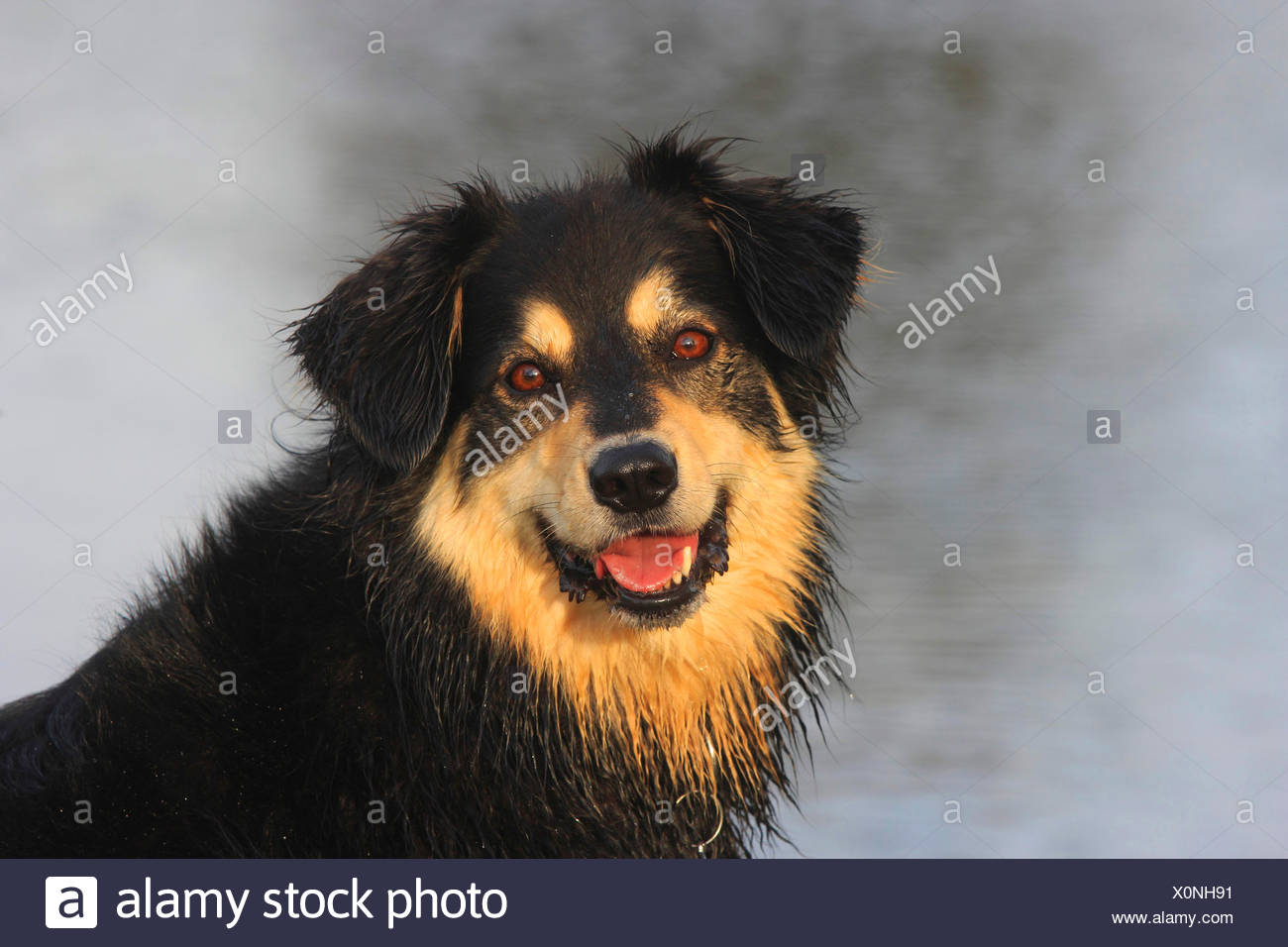 Page 3 Mixed Australian Shepherd Dog High Resolution Stock Photography And Images Alamy