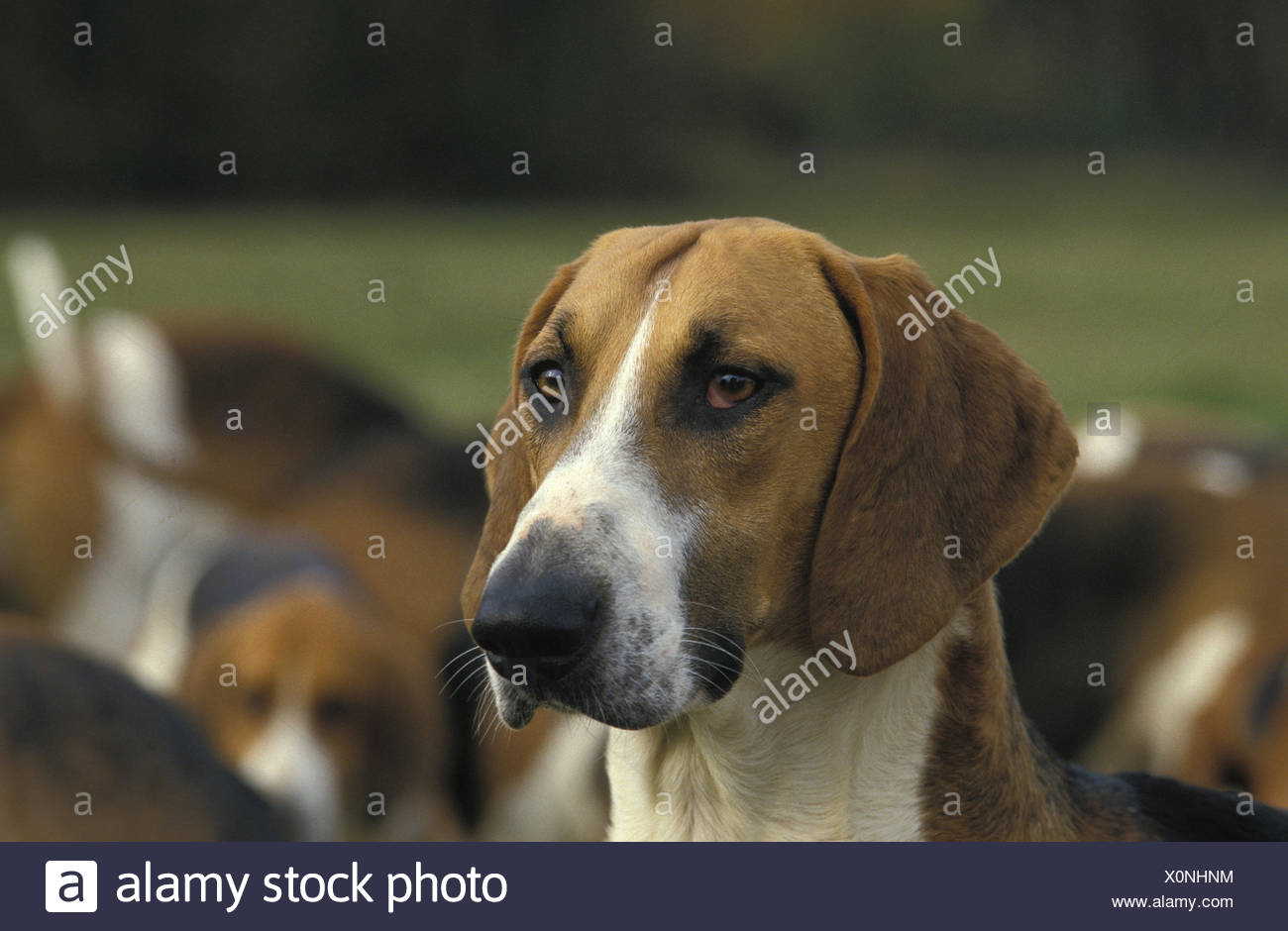 Poitevin Dog Stock Photo Alamy