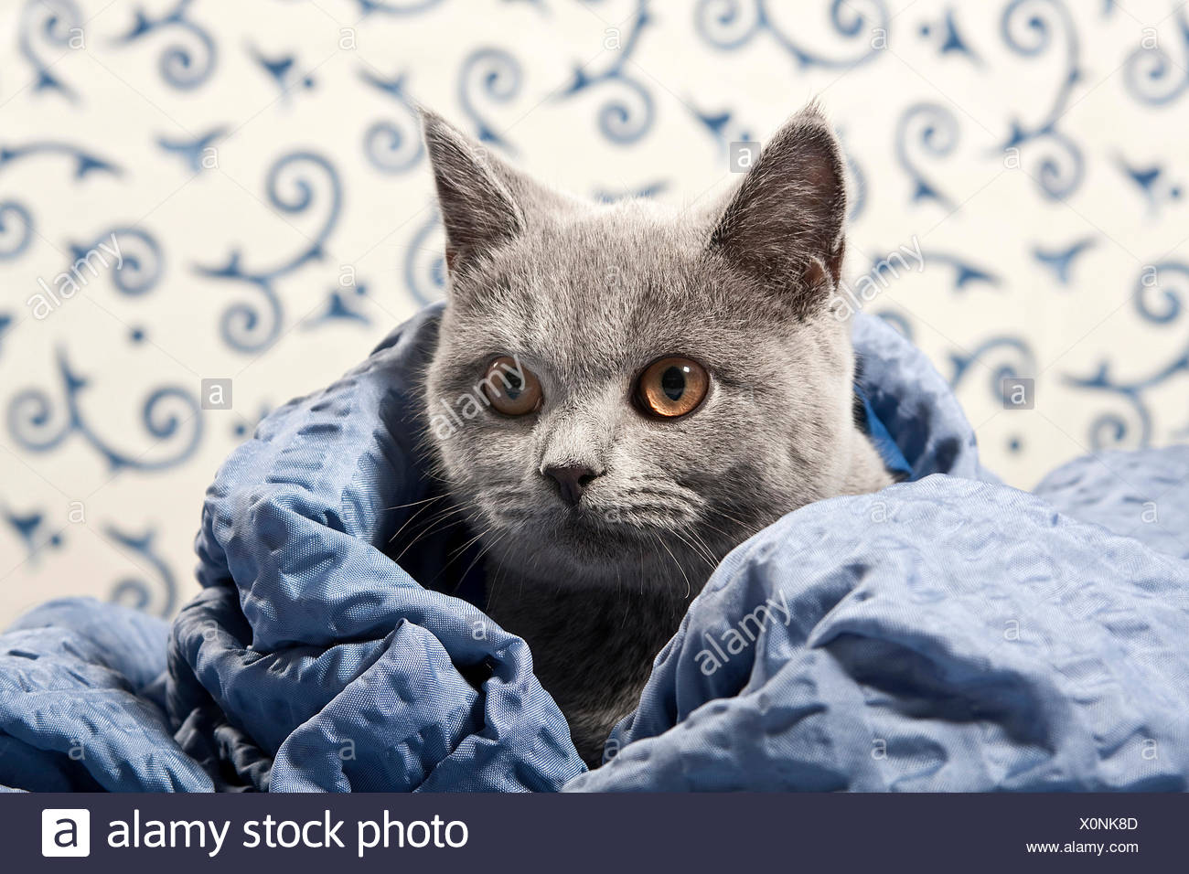 Difference Between Chartreux And British Shorthair - 81021+ Nama Untuk