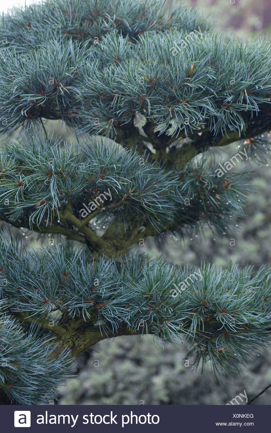 Blue Pine Bonsai / Old Japanese White Pine Bonsai Stock Photo Download Image Now Istock - Great savings & free delivery / collection on many items.