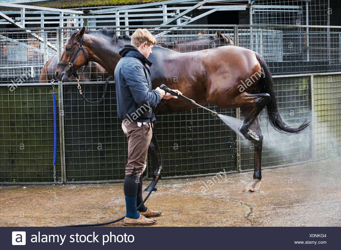 Hosing Down Horse High Resolution Stock Photography and Images Alamy