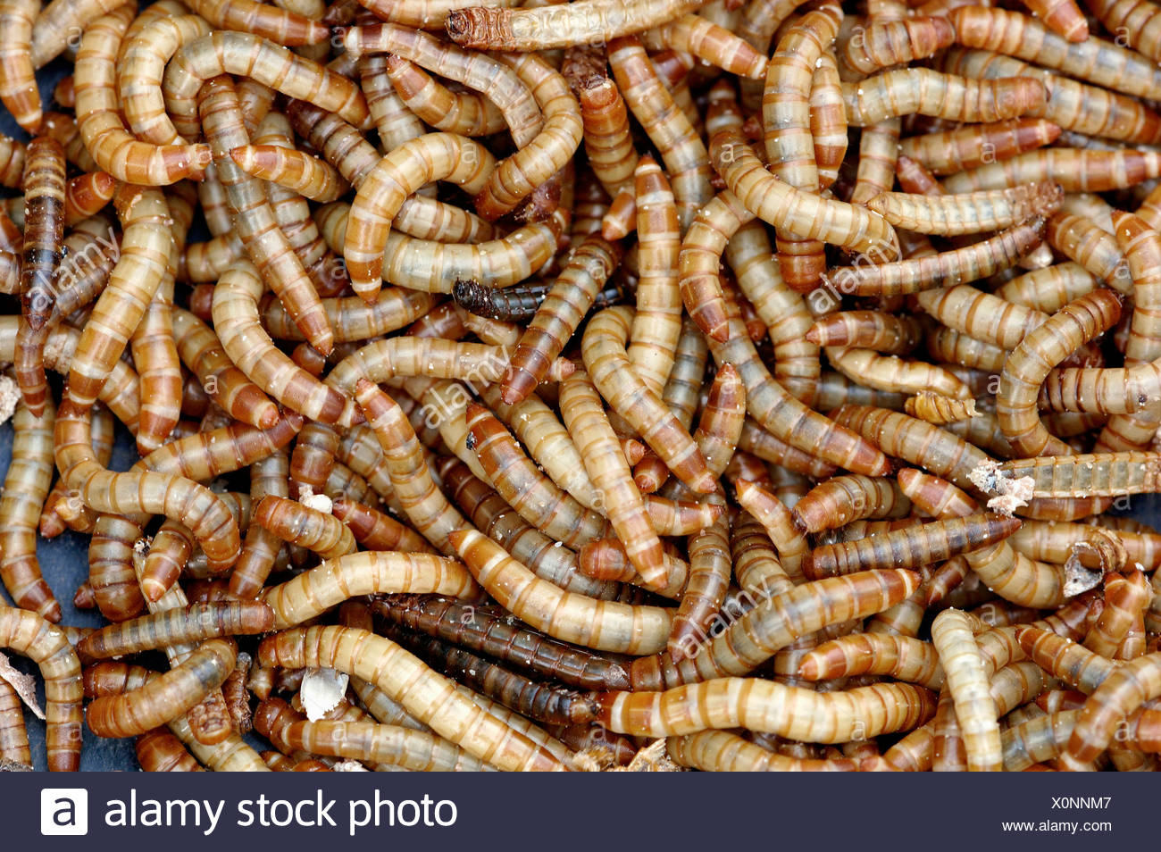 Yellow Mealworm Beetle Tenebrio Molitor High Resolution Stock