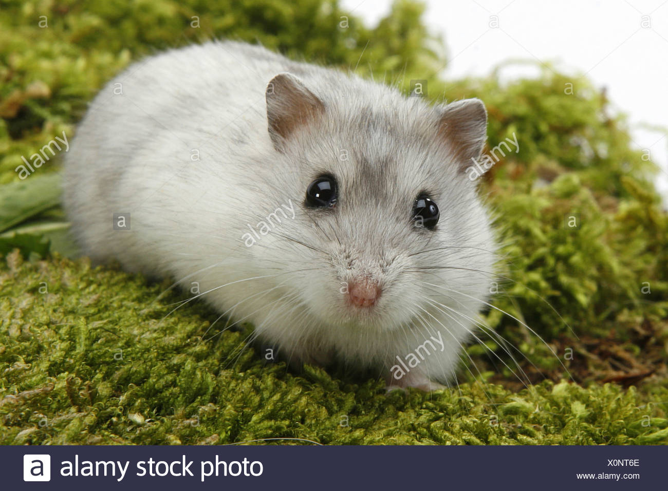hungarian dwarf hamster