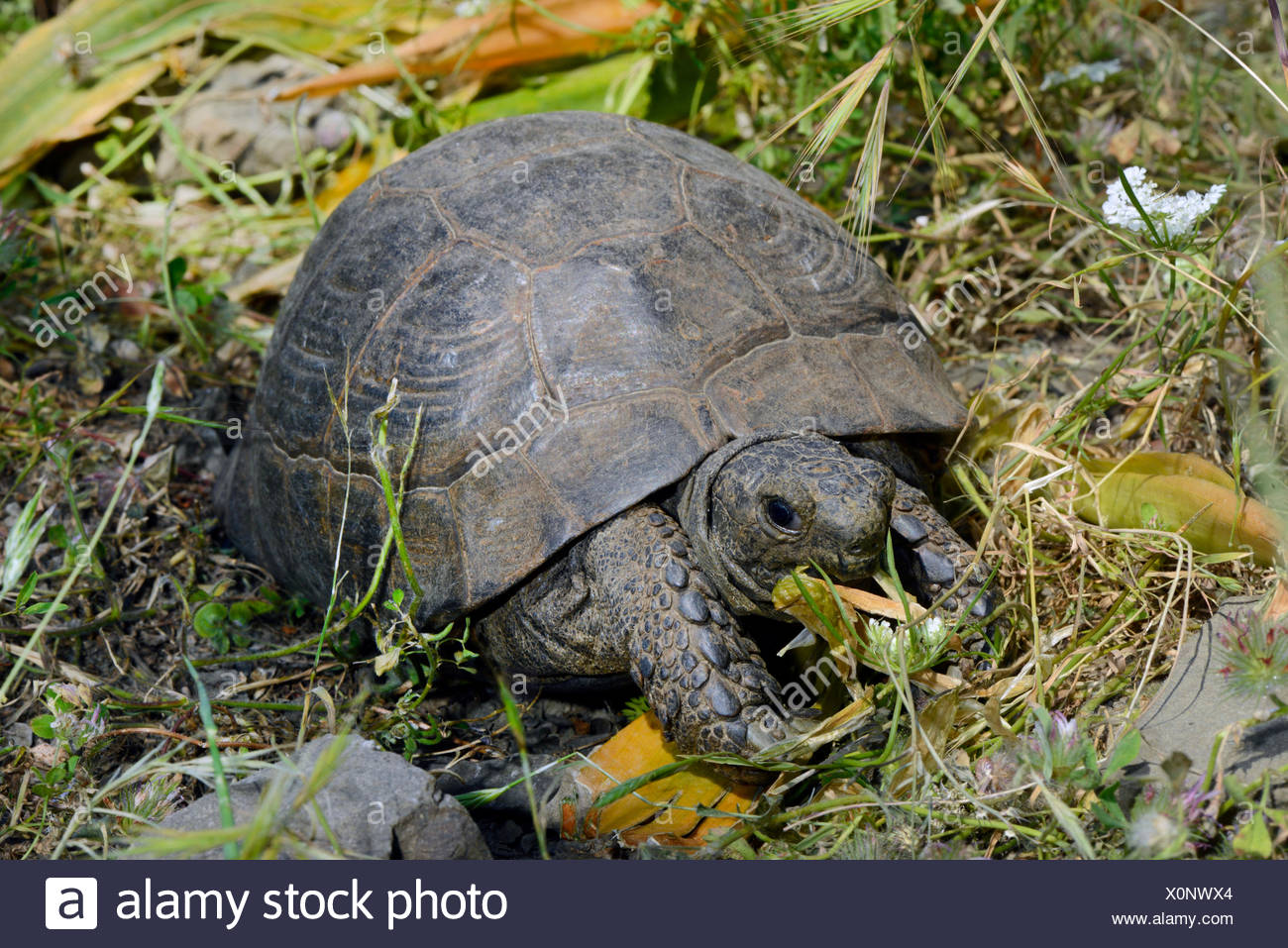 ibera greek tortoise size