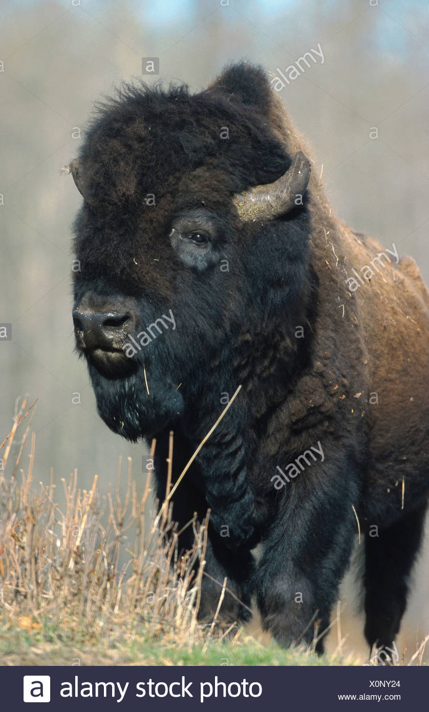 American bison, wood bison, buffalo (Bison bison athabascae), bull, Canada,  Alberta Stock Photo - Alamy