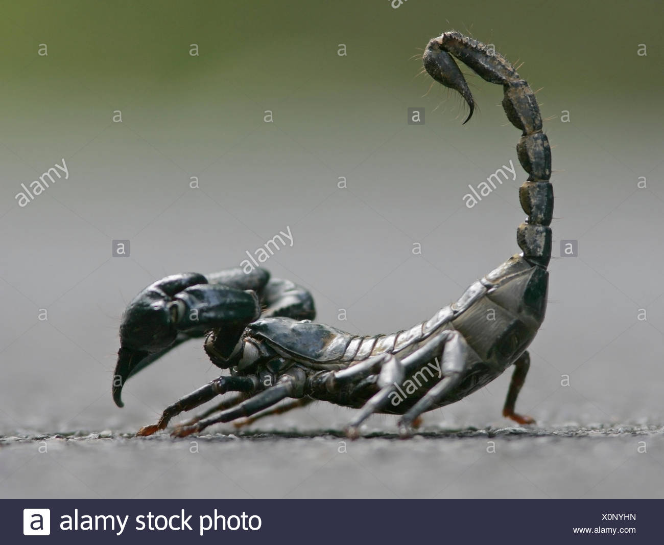 Black Scorpion High Resolution Stock Photography And Images Alamy