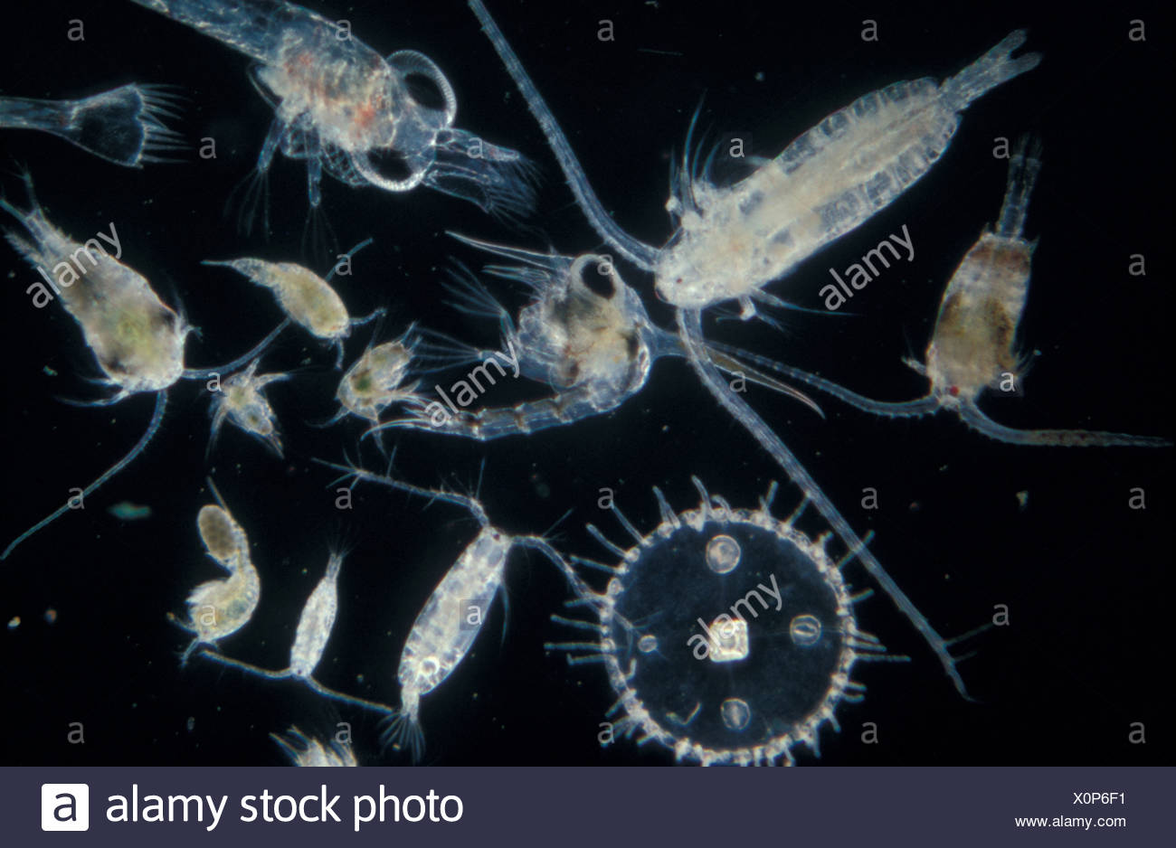 Zooplanktons High Resolution Stock Photography and Images - Alamy
