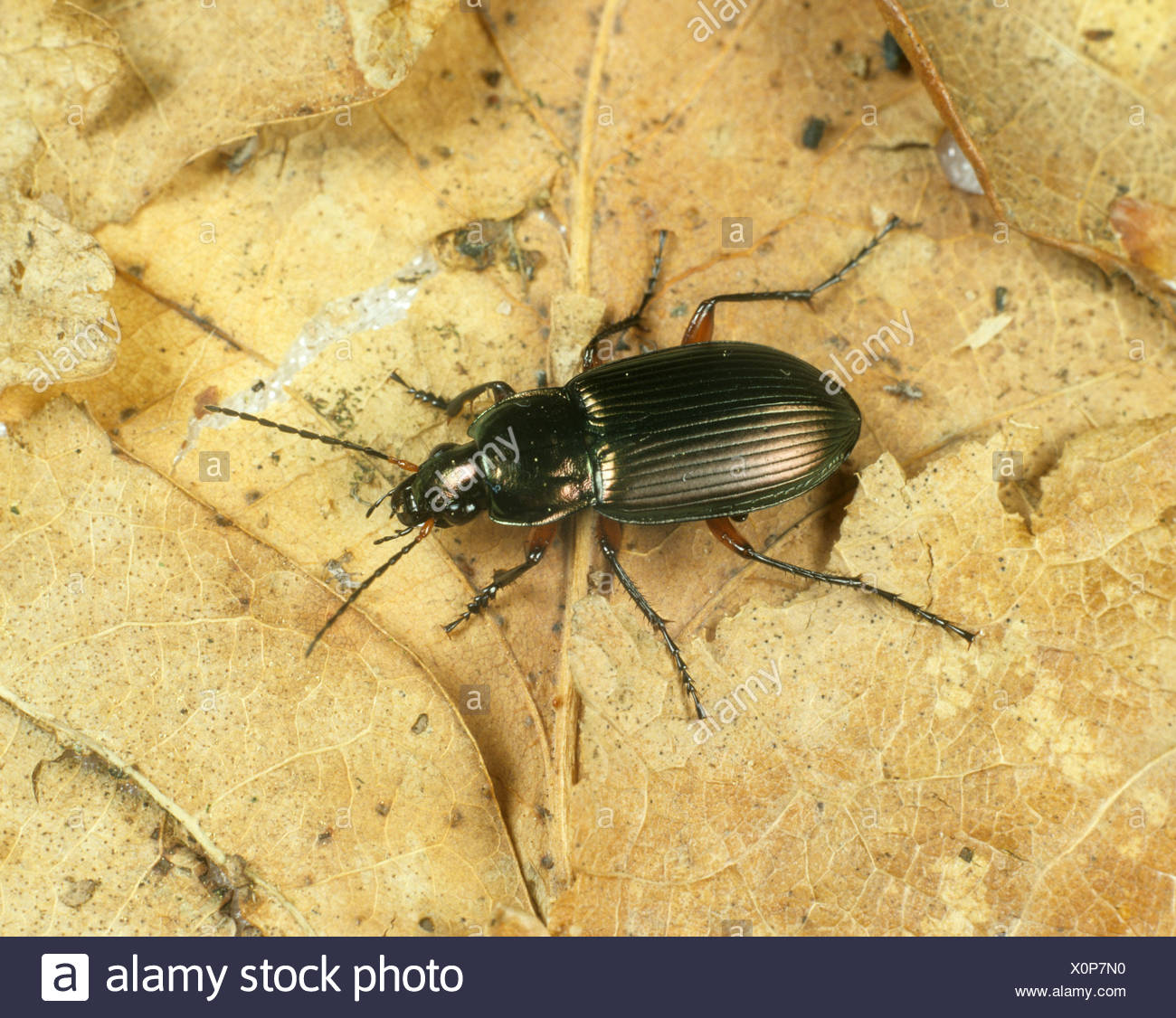 Carabid Ground Beetle Predatory High Resolution Stock Photography and