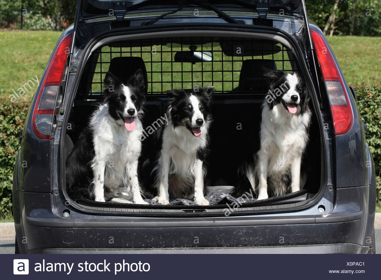Dogs In Boot Of Vehicle High Resolution Stock Photography and Images