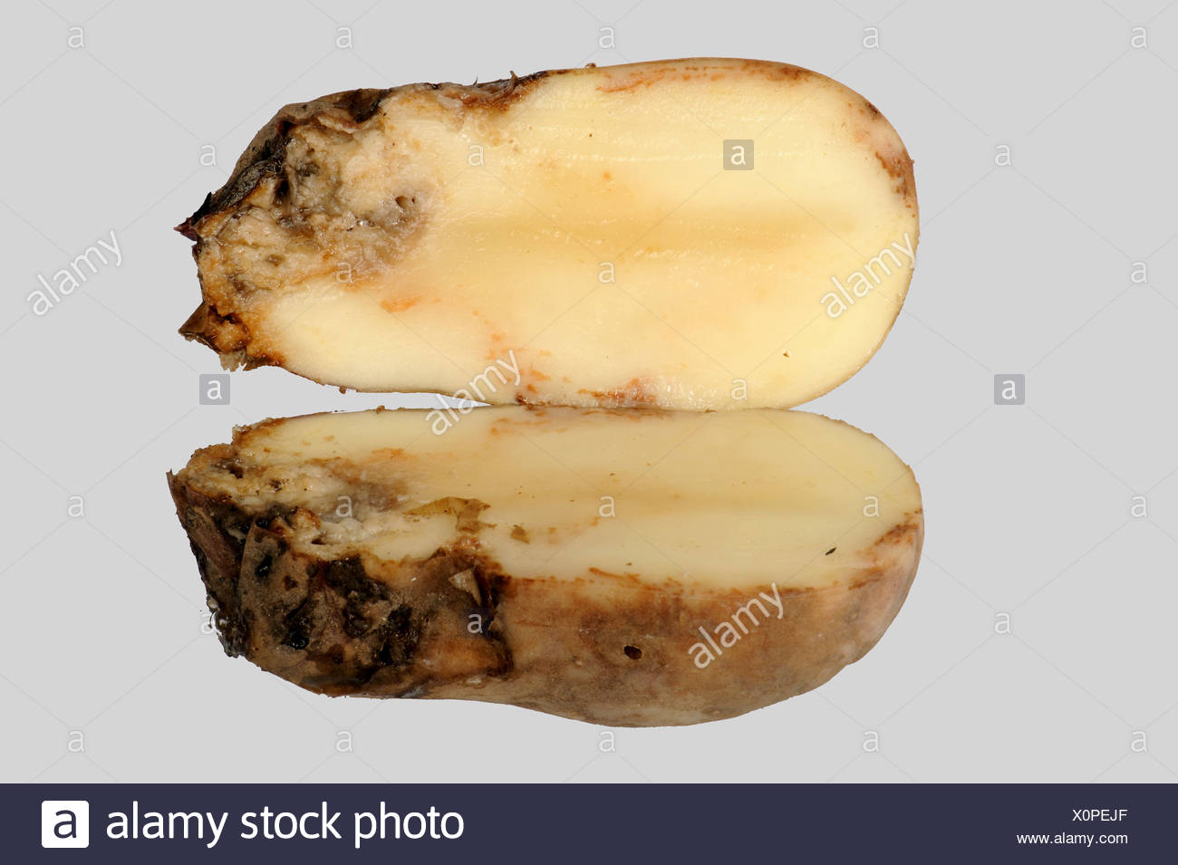 Rotten Potato Smell High Resolution Stock Photography and Images Alamy