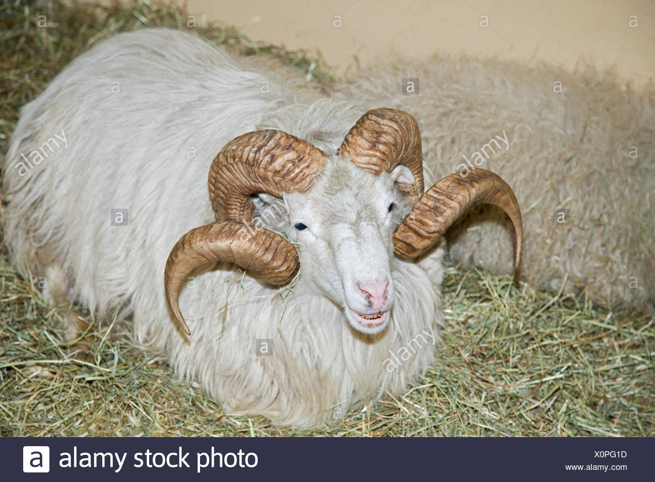 German Sheep High Resolution Stock Photography and Images Alamy