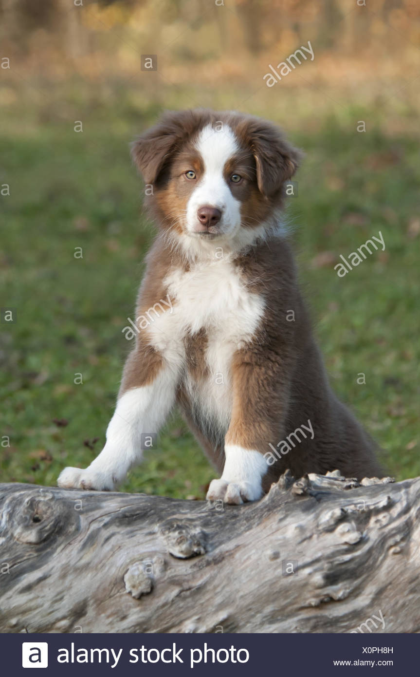 Red Tri Australian Shepherd High Resolution Stock Photography And ...