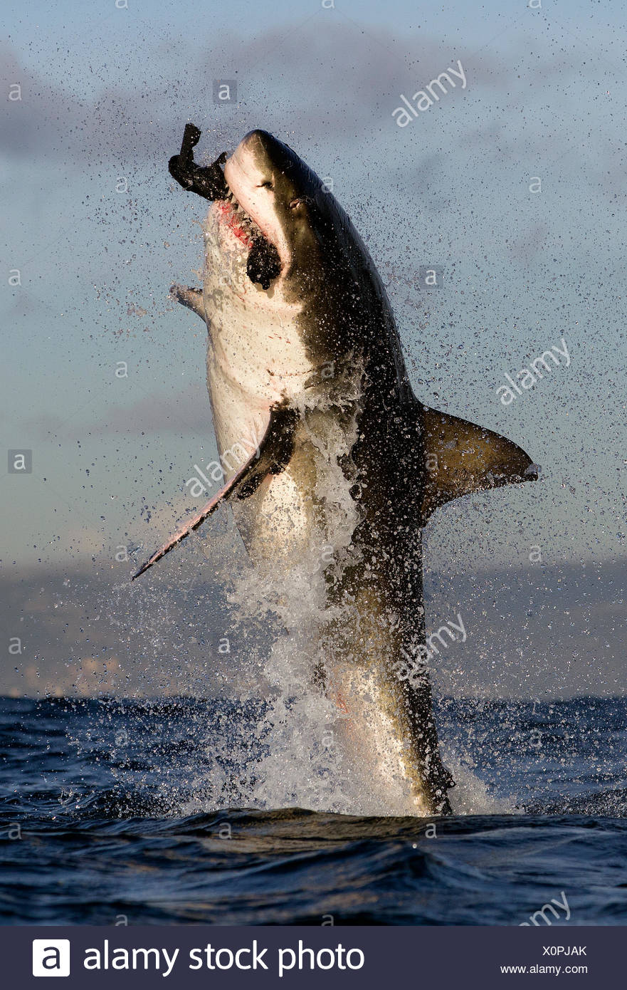 Idea great white shark attacks seal not Great white shark attacks seal