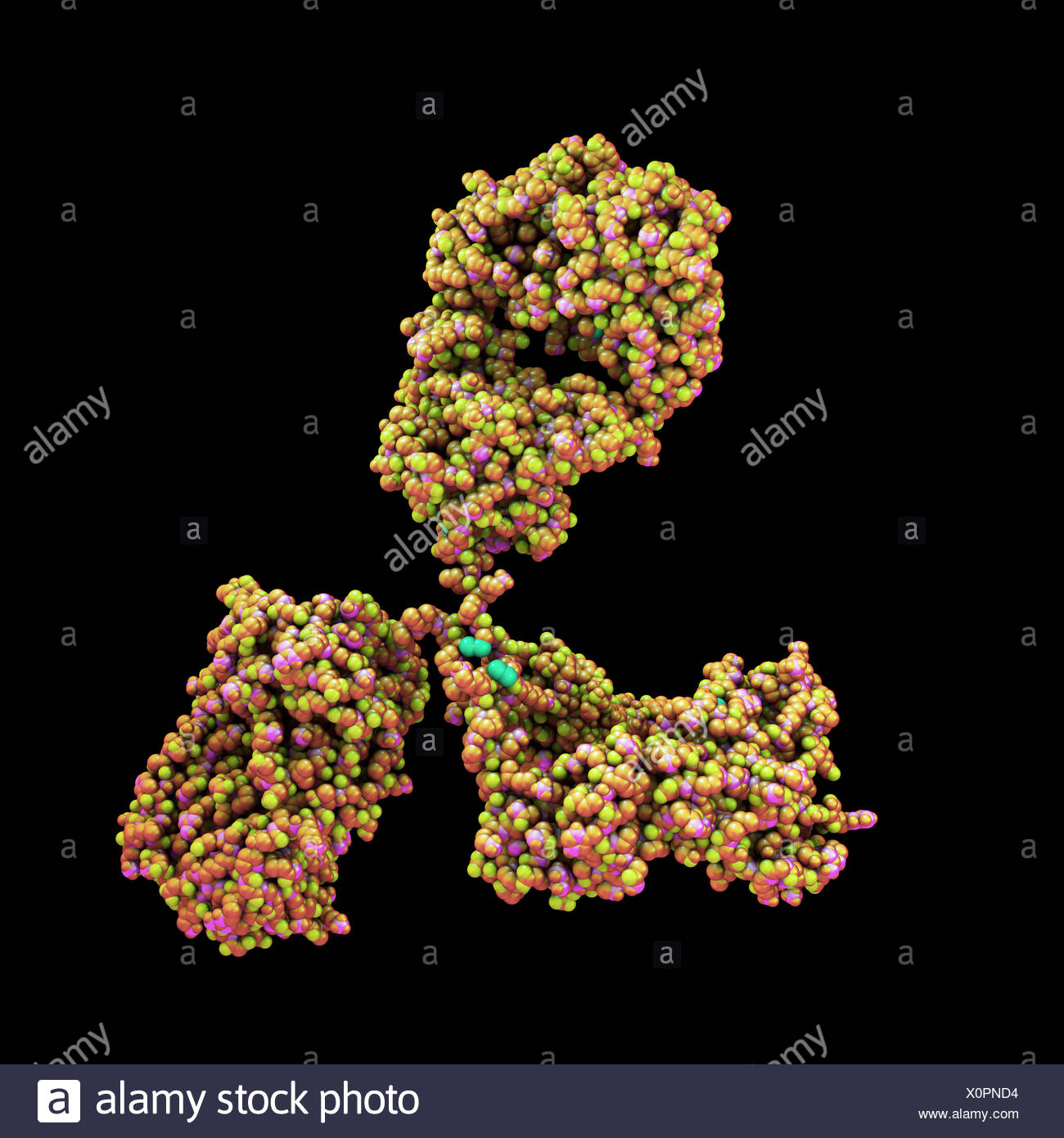 Gamma Globulin Stock Photos & Gamma Globulin Stock Images Alamy