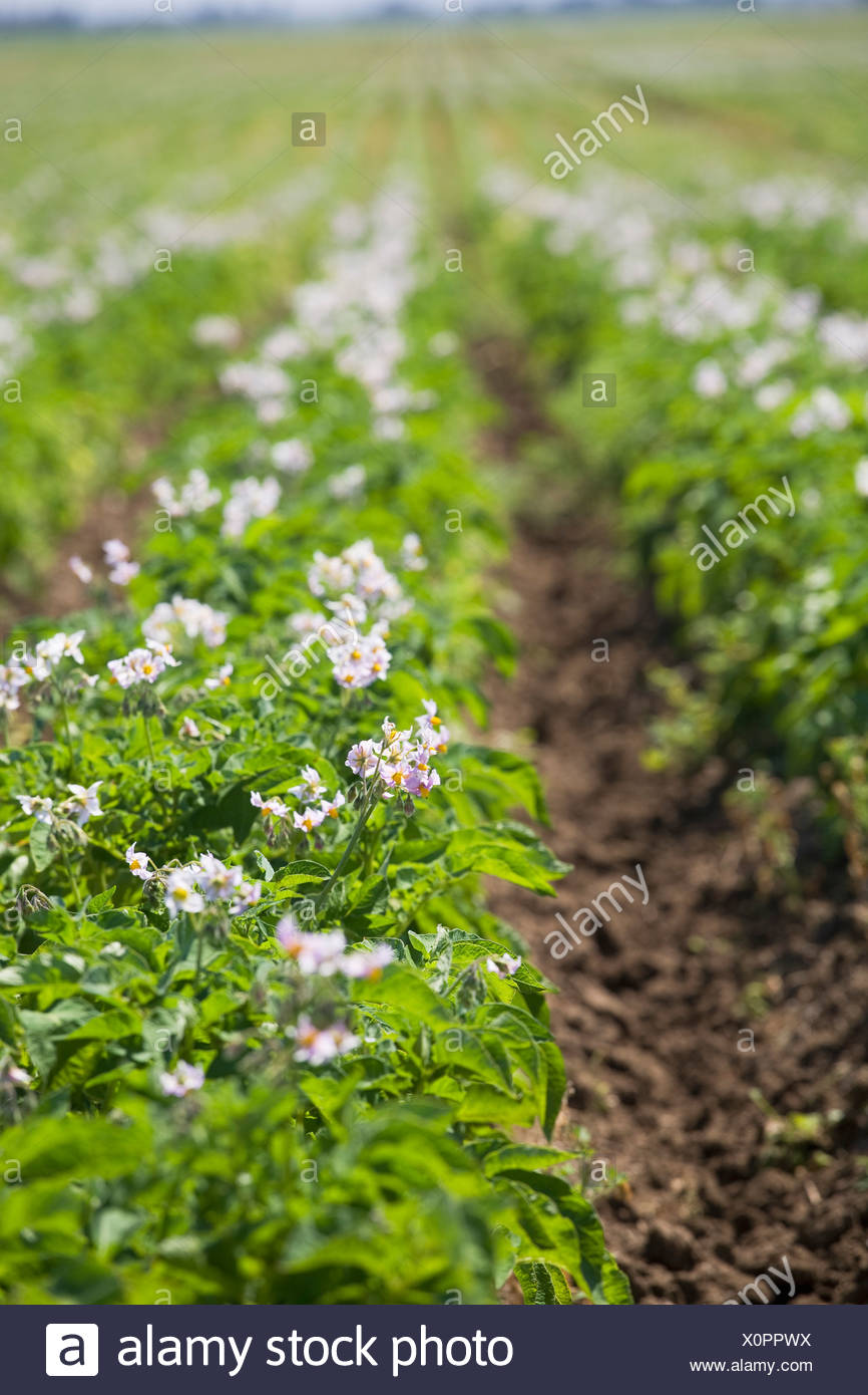 Flowering Potato Plants In Rows Alberta Canada Stock Photo Alamy