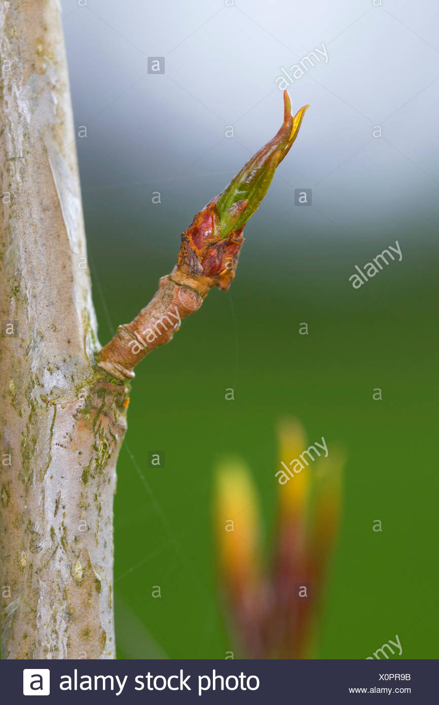 Shooting Buds High Resolution Stock Photography and Images Alamy