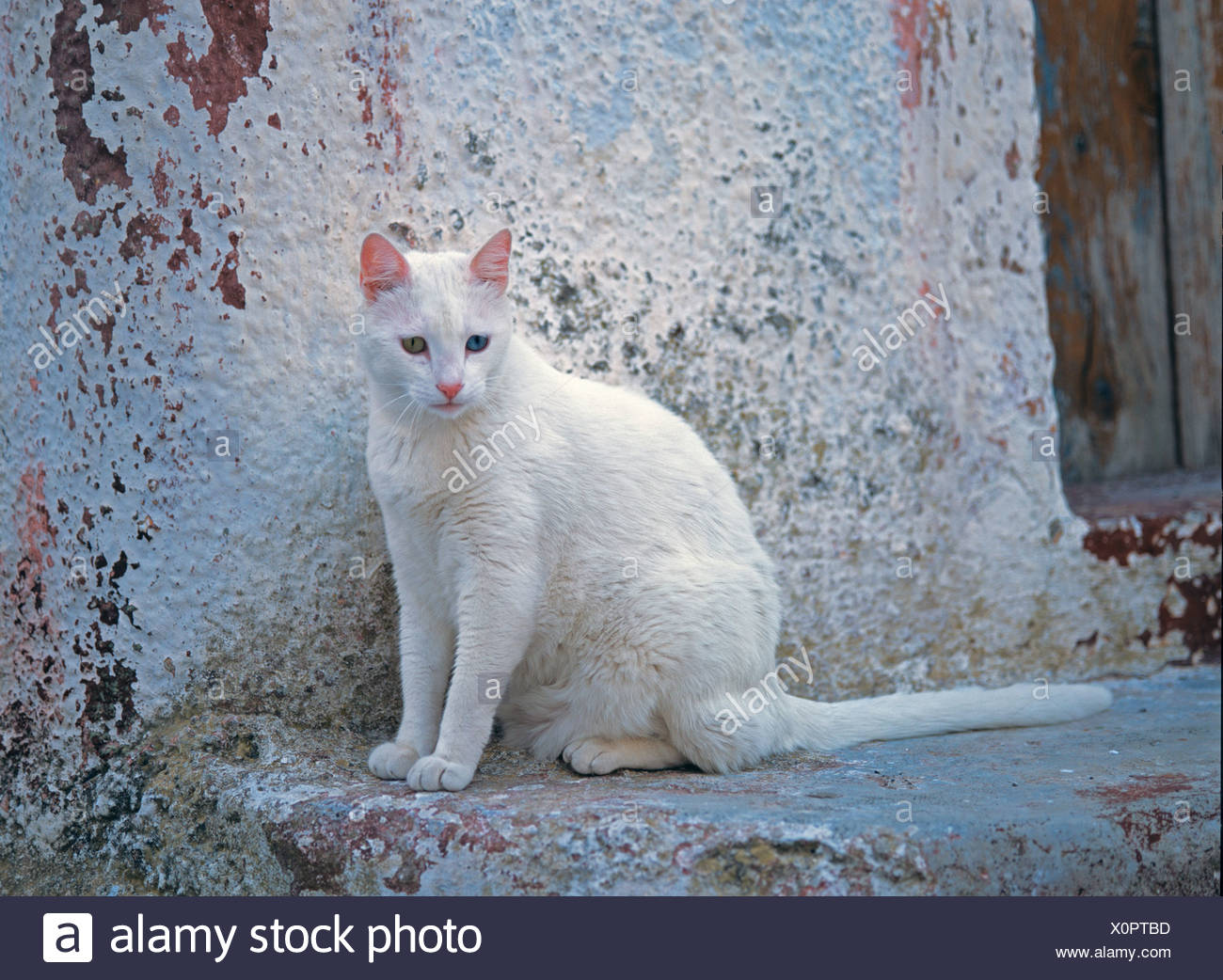 in house cat sitting