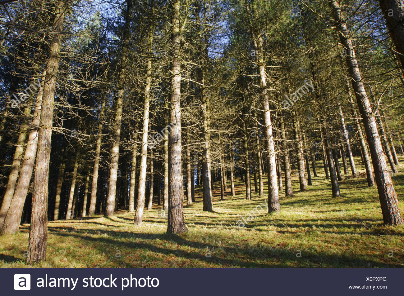 Monterey Pine Pinus Radiata High Resolution Stock Photography and ...