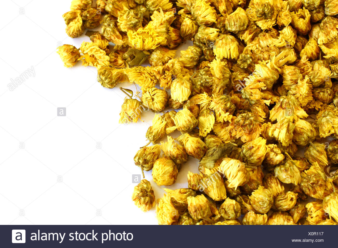 Chrysanthemum Hybrid Stock Photos & Chrysanthemum Hybrid Stock Images