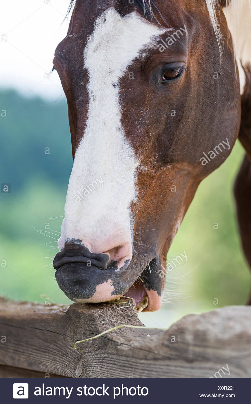American Paint Horse Cribbing Austria Stock Photo 275872409 Alamy